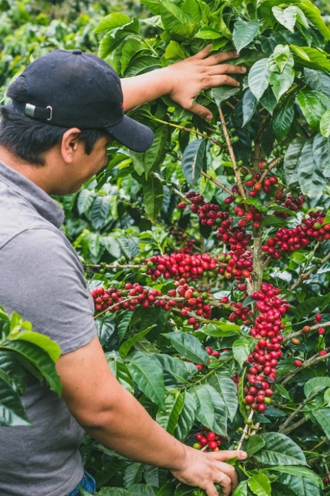 KB Coffee Roasters- Kolumbia Monteblanco, Mango - 250g KB Coffee Roasters- Kolumbia Monteblanco, Mango - 250g
